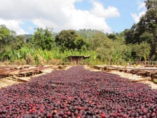 ETHIOPIA YIRGACHEFFE GEDEB 3 NATURAL ORGANIC WORKA - Lot 2 - 28446 - GrainPro Bags - SPOT SEAFORTH