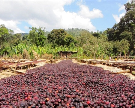 ETHIOPIA YIRGACHEFFE GEDEB 1 NATURAL ORGANIC TATATU BIRHANU WOTE - *50540* - 25473 - GrainPro Bags - SPOT RCWHSE