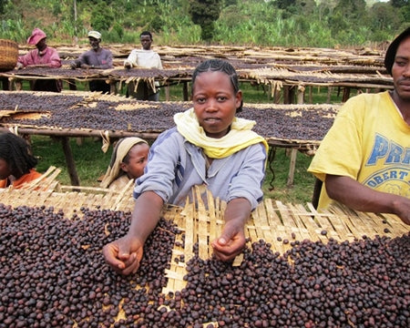 ETHIOPIA YIRGACHEFFE 3 NATURAL FT ORGANIC WORKA - *48905-1* - 25857 - GrainPro Bags - SPOT RCWHSE