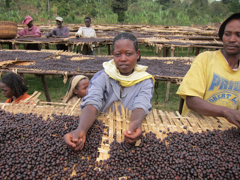 ETHIOPIA YIRGACHEFFE GEDEB 3 NATURAL ORGANIC WORKA - Lot 1 *52566* - 27231 - GrainPro Bags - SPOT COSEATAC