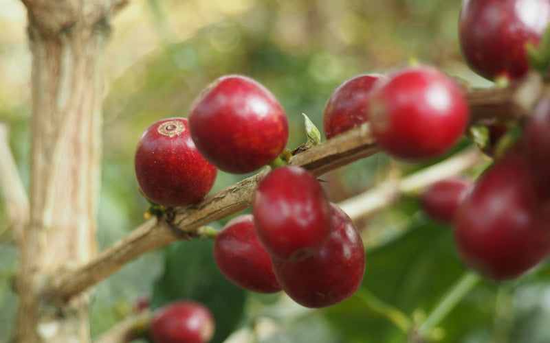 India RFA-IP Arabidecool Estate - *52769* - 27452 - 60.0 kg GrainPro Bags - SPOT RCWHSE