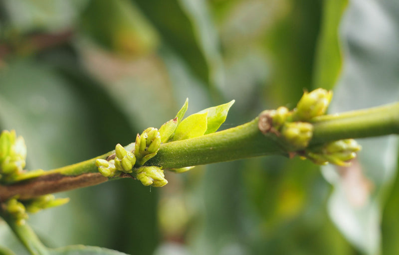COLOMBIA ORGANIC SMITHSONIAN BIRD FRIENDLY EXCELSO EP 82+ - 35215-1 - 70.1 kg Bags - SPOT COMIDWEST