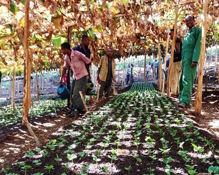 ETHIOPIA GUJI HAMBELA 1 NATURAL ORGANIC BENTI NENQA - Lot 322 - 31673 - GrainPro Bags - SPOT RCWHSE