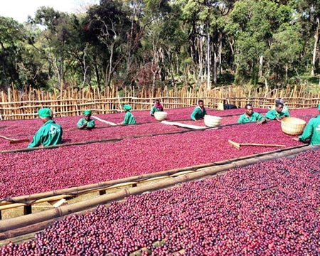 ROYAL GEM ETHIOPIA GUJI HAMBELA 1 NATURAL ORGANIC BENTI NENQA 50 LB - 305 - 28455 - SPOT RCWHSE