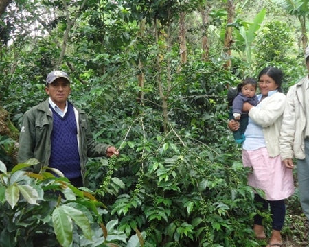 PERU FT-FLO/USA ORGANIC NORANDINO - 31817 - SPOT SEAFORTH