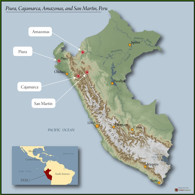PERU FT-FLO/USA ORGANIC NORANDINO - 28553 - SPOT SEAFORTH