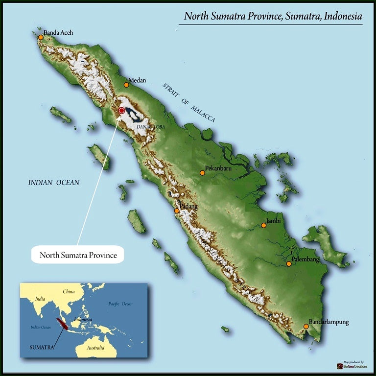 Decaf Sumatra Royal Select Swiss Water Process - 29062 - SPOT COSEATAC C2