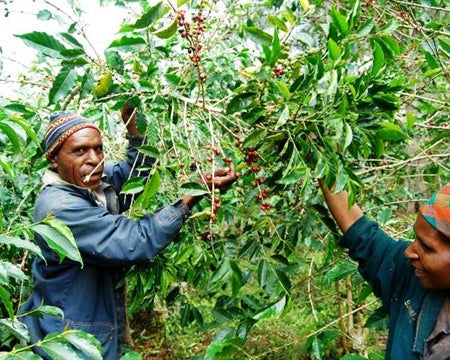 Papua New Guinea Nebilyer Valley A 16+ - 28901-5 - Ecotact Bags - SPOT COSEATAC