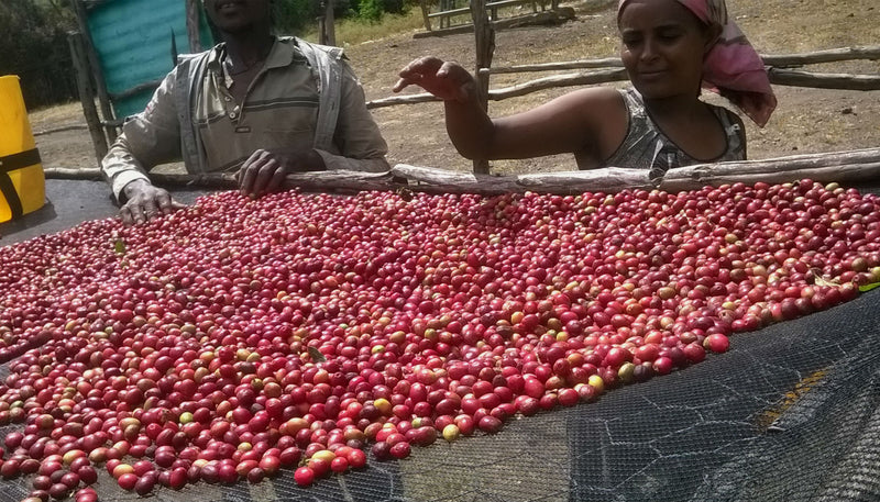 Ethiopia East Harrar 4 Natural Nafisifi - 30640 - GrainPro Bags - SPOT DUPUYHOU