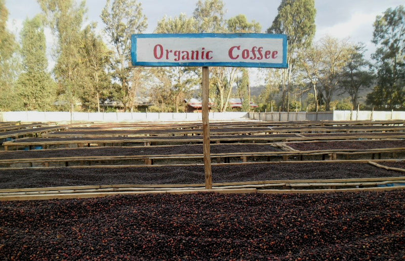 Ethiopia Harrar 4 Natural Kubsitu Cooperative - *50859* - 25247 - GrainPro Bags - SPOT RCWHSE