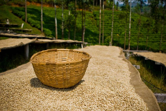 UGANDA ORGANIC OKORO - *52434* - 26802 - SPOT RCWHSE