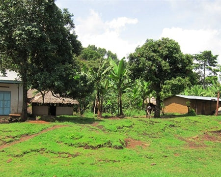 UGANDA ORGANIC OKORO - *52434* - 26802 - SPOT RCWHSE