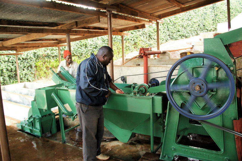 Tanzania RFA Ngorongoro Edelweiss Estate Peaberry - 30771 - Agroz Bags - SPOT RCWHSE