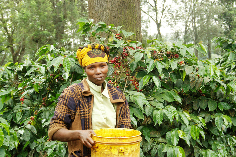 Tanzania Ngorongoro Finagro Plantations Gaia Estate Peaberry - BLEND LOT 394/395 - 28642-1 - Agroz Bags - SPOT RCWHSE