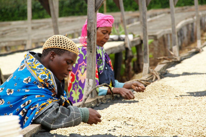 Tanzania Ngorongoro Finagro Plantations Gaia Estate Peaberry - *52644* - 26804-6 - Agroz Bags - SPOT DUPUYHOU