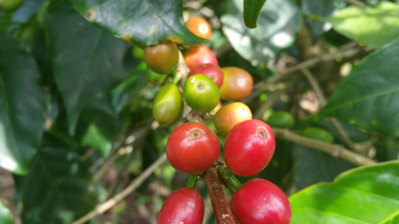 Decaf Brazil Mogiana Royal Select Water Process - 29363 - SPOT RCWHSE