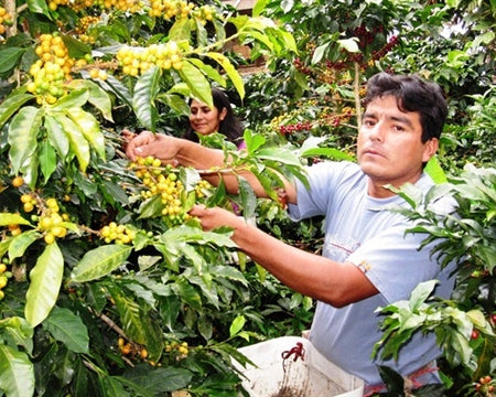 PERU ORGANIC NORTE SHB EP - *49718* - 24391 - SPOT RCWHSE