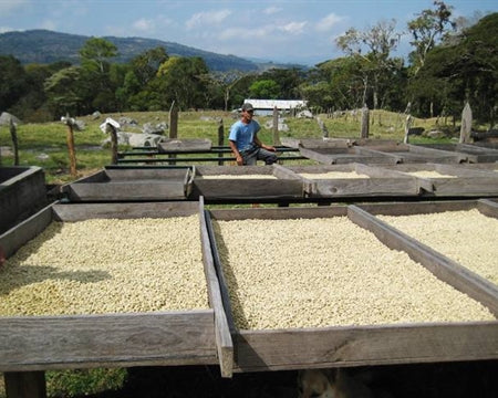 DECAF NICARAGUA FT-FLO ORGANIC RIO COCO ROYAL SELECT SWISS WATER PROCESS - 30406 - SPOT RCWHSE
