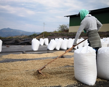 DECAF NICARAGUA FT-FLO ORGANIC RIO COCO ROYAL SELECT SWISS WATER PROCESS - 30406 - SPOT RCWHSE