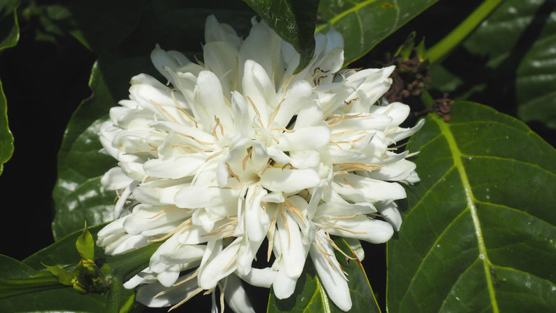 ETHIOPIA YIRGACHEFFE 2 WASHED FT-FLO/USA ORGANIC OROMIA - 30507 - GrainPro Bags - SPOT RCWHSE