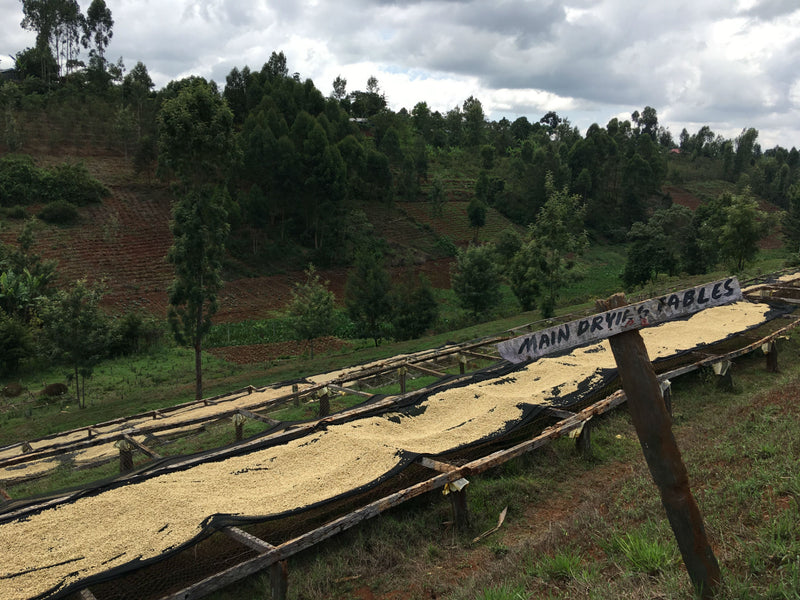 Kenya Nyeri Ndurutu AA - 01TY0001 - 35707 - GrainPro Bags - SPOT RCWHSE