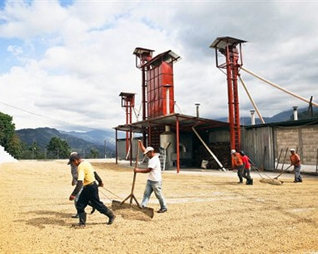 Guatemala Huehuetenango Finca La Providencia Palhu - *52670* - 27526-4 - GrainPro Bags - SPOT SHANGHAI