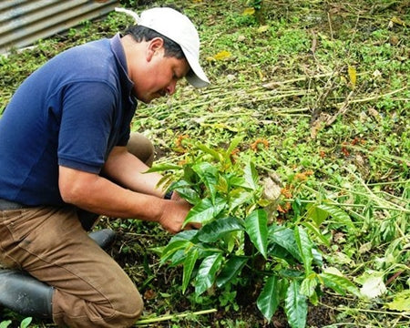 Guatemala Fraijanes Palo Alto Azul - *49556* - 25025 - GrainPro Bags - SPOT RCWHSE
