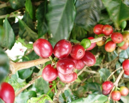 Guatemala Fraijanes Palo Alto Azul - *49556* - 25025 - GrainPro Bags - SPOT RCWHSE