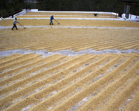 Guatemala Fraijanes Palo Alto Azul - *49556* - 25025 - GrainPro Bags - SPOT RCWHSE