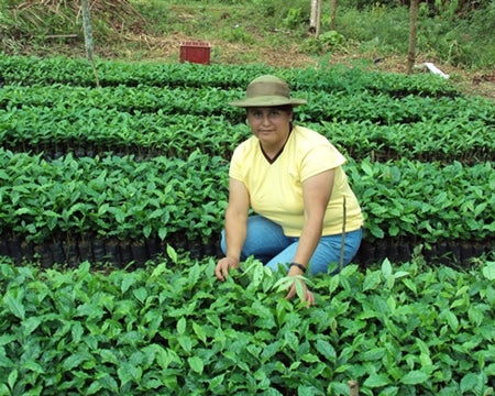 PERU FT-FLO/USA ORGANIC PANGOA SHB EP - 31458 - SPOT SEAFORTH