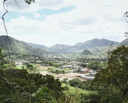 NICARAGUA ORGANIC JINOTEGA PARAISO SHG EP - *50253* - 24367 - SPOT RCWHSE