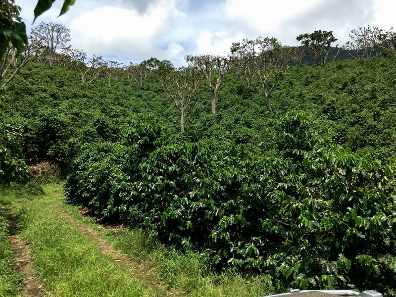 El Salvador La Libertad Loma La Gloria Red Honey - 37382 - GrainPro Bags - SPOT DUPUYHOU