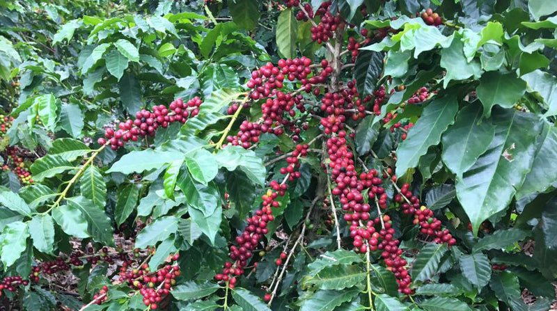 El Salvador La Libertad Loma La Gloria Red Honey - 37382 - GrainPro Bags - SPOT DUPUYHOU