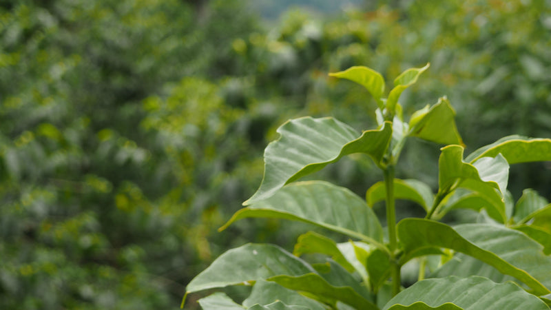 ETHIOPIA SIDAMA 2 WASHED FT ORGANIC NURA KORATE - *52558* - 27223 - Ecotact Bags - SPOT RCWHSE