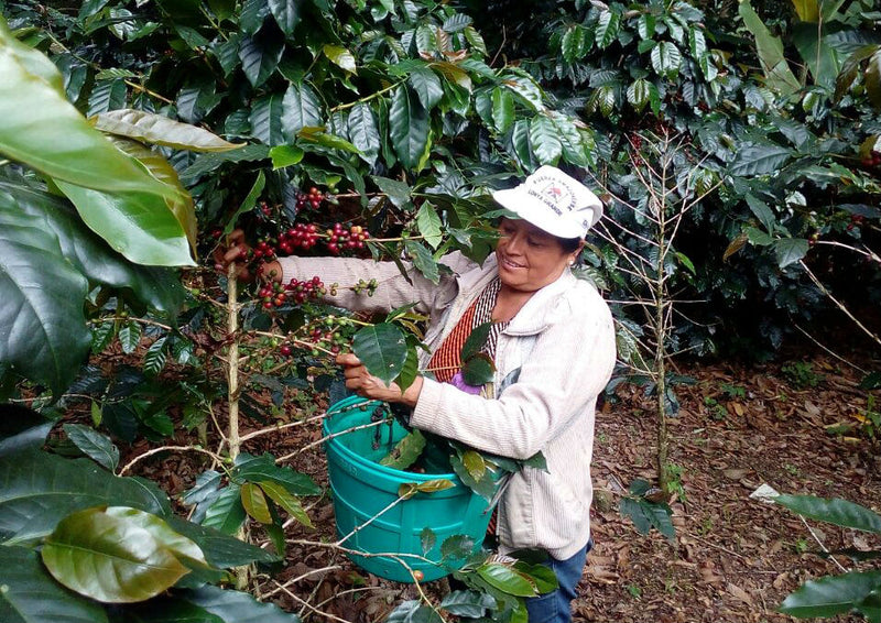 DECAF PERU FT-FLO ORGANIC CAFE DE MUJER APROCCURMA ROYAL SELECT WATER PROCESS - 34306 - SPOT RCWHSE