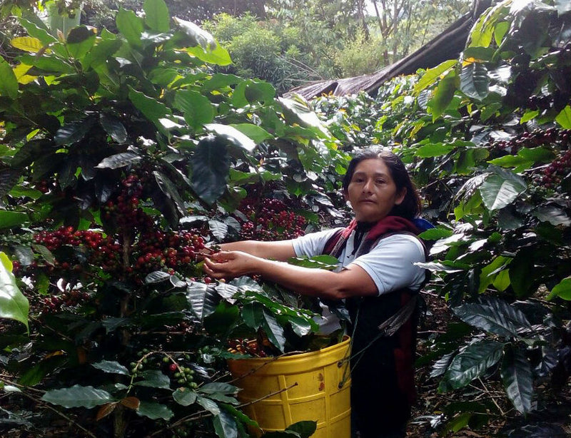 DECAF PERU FT-FLO ORGANIC CAFE DE MUJER APROCCURMA ROYAL SELECT WATER PROCESS - 34306 - SPOT RCWHSE