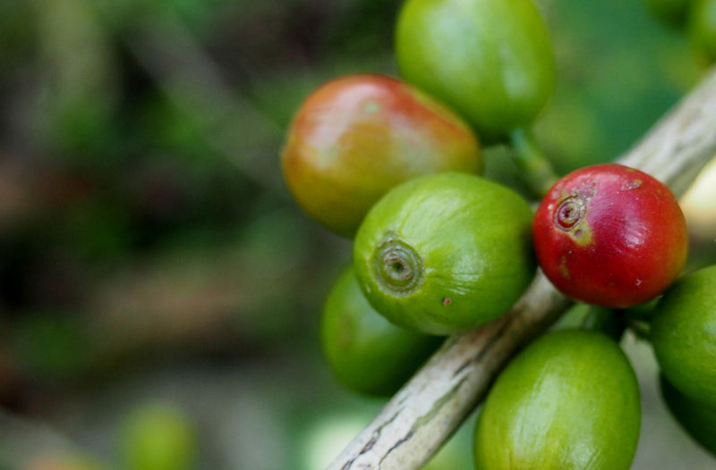 PERU ORGANIC LAS MERCEDES PEDRO CONDESO - 29914 - GrainPro Bags - SPOT RCWHSE