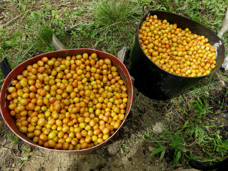 PERU ORGANIC LAS MERCEDES PEDRO CONDESO - 29914 - GrainPro Bags - SPOT RCWHSE