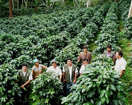 PERU FT ORGANIC SOL Y CAFE SHG EP - *49433* - 26046 - GrainPro Bags - SPOT SEAFORTH