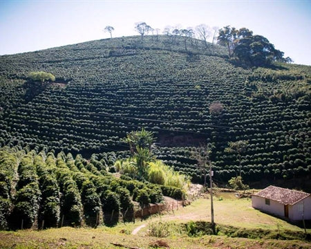 BRAZIL FT ORGANIC SUL DE MINAS POCO FUNDO COOPFAM 15+ - *51090* - 25301 - 60.0 kg GrainPro Bags - SPOT COSEATAC C2