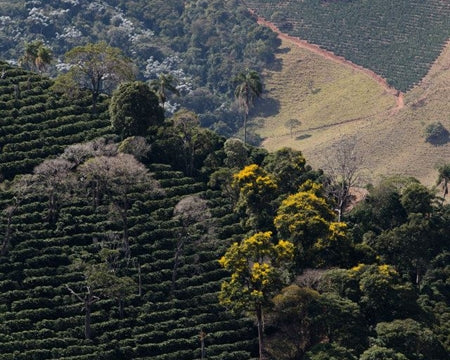 BRAZIL FT ORGANIC SUL DE MINAS POCO FUNDO COOPFAM 15+ - *51090* - 25301 - 60.0 kg GrainPro Bags - SPOT RCWHSE