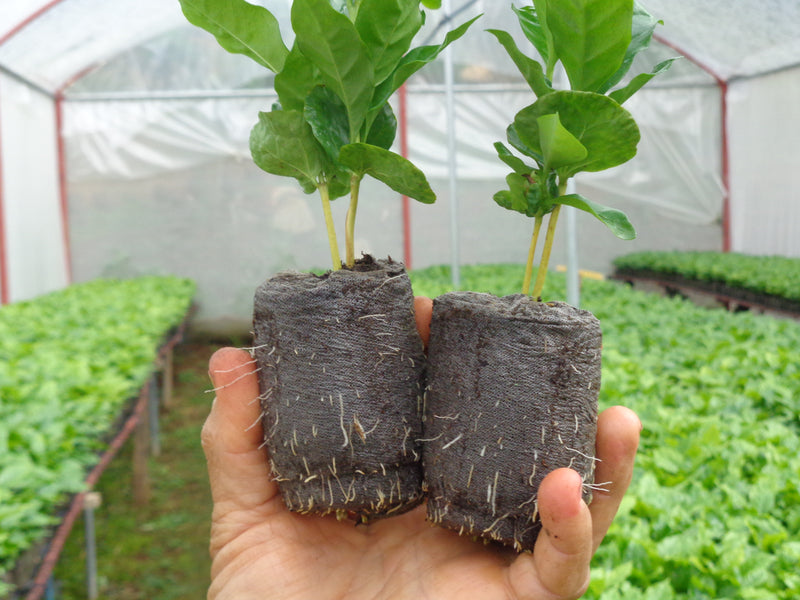 Costa Rica Mariposa Finca Rosa Linda SHB EP - 28912-1 - GrainPro Bags - SPOT SEAFORTH