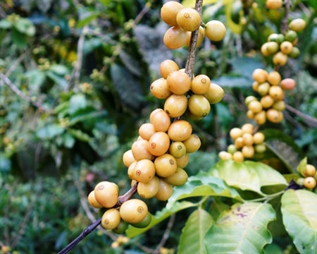 Colombia Popayan Supremo 17/18 - *49709* - 24287 - 70.0 kg Bags - SPOT RCWHSE