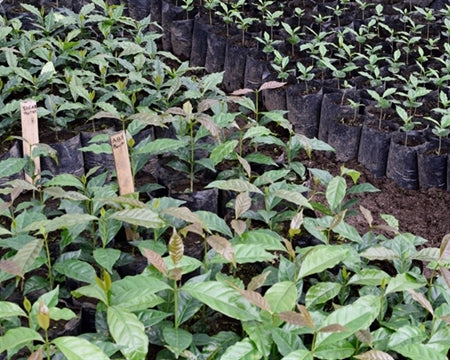 SUMATRA FT-FLO/USA ORGANIC TAKENGON KPGLA GAYO MANDHELING GRADE 1 - 31559 - GrainPro Bags - SPOT DUPUYHOU