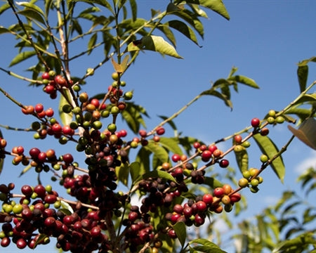 Ethiopia Harrar 4 Natural Queen City - *49448H* - 25926 - GrainPro Bags - SPOT DUPUYHOU
