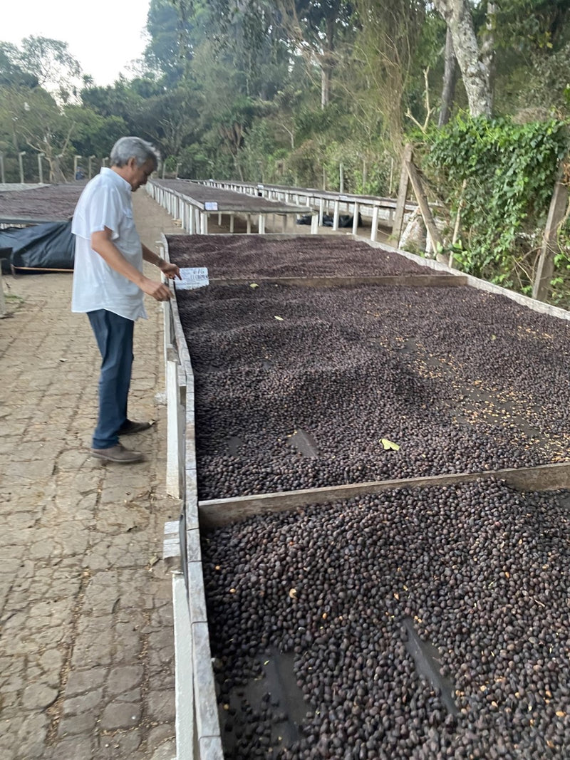 El Salvador El Gobiado Rainbow Bourbon Anaerobic Natural - 29526 - 20.0 kg Box/Vacuum Pack - SPOT RCWHSE
