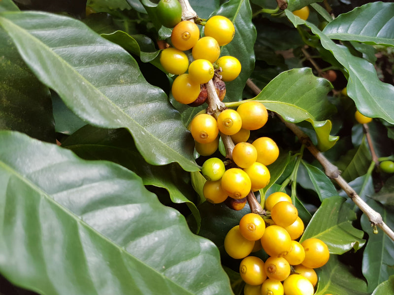 Brazil Fazenda Rainha Yellow Bourbon Pulped Natural 16+ - 32251 - Videplast Bags - SPOT RCWHSE