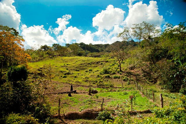 ETHIOPIA YIRGACHEFFE 3 NATURAL FT-FLO ORGANIC ARAMO - 41339 - GrainPro Bags - ETA: Nov 15, 2026 - RCWHSE