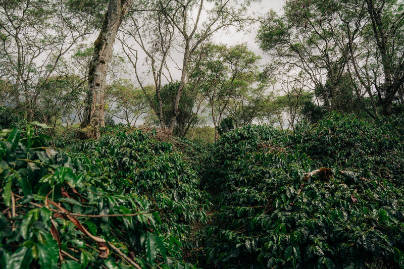 Sumatra Gayo Ragi Washed - 41067 - GrainPro Bags - SPOT RCWHSE