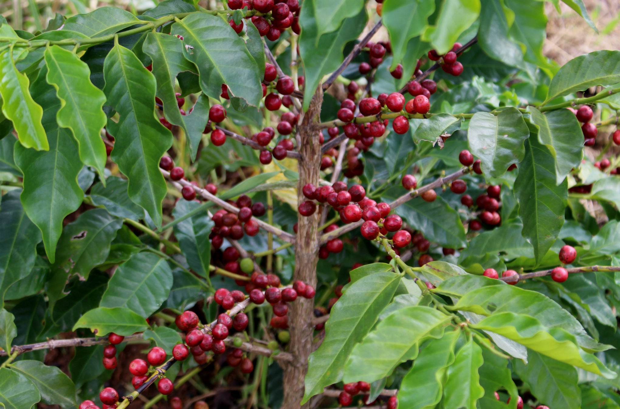 Coffee Process Image BRAZIL ORGANIC NATURAL 15+ - 42539 - Videplast Bags - December 2026 Sh ...